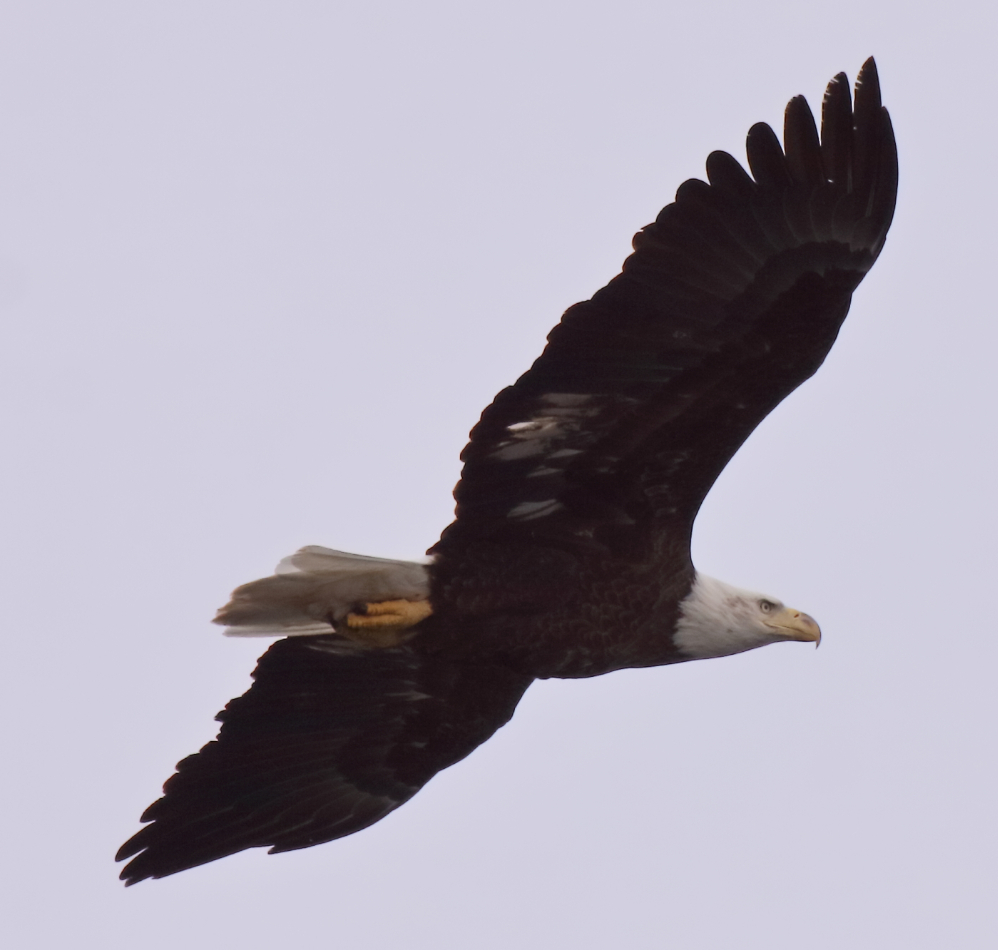 2018 03 01 HTP 68225e